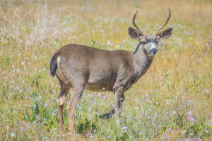 Stay in our Fully Furnished Short Term Rentals and Go Deer Hunting in LA