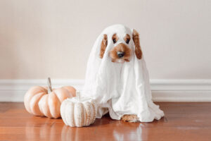 Costume Ideas for Pets and Renters in Temporary Housing for Travel Nurses