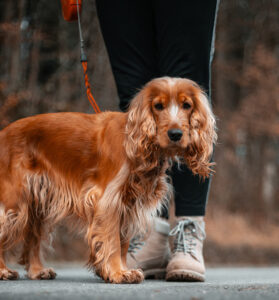 Travel Nurse Housing with Dog Walking Services Available on Premises