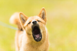 Want to reduce your dogs barking habits in Shreveport LA rentals?